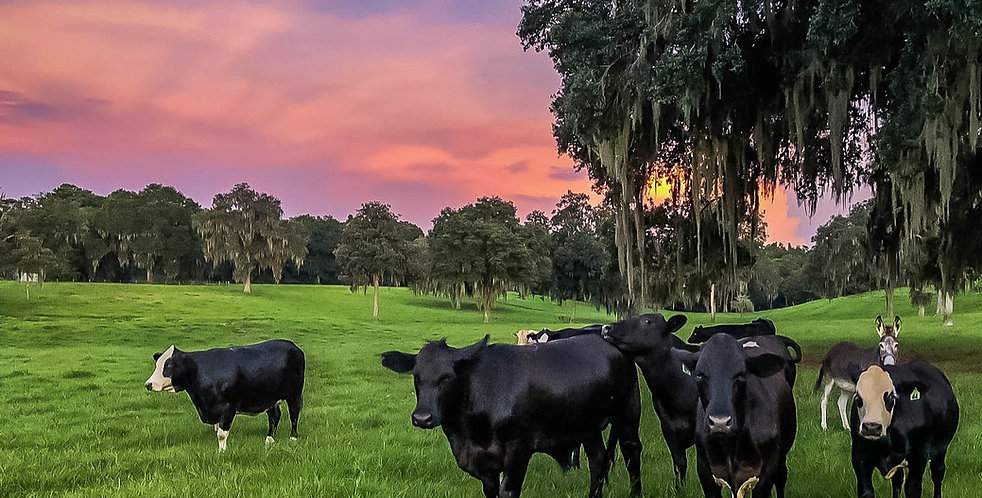 Critter Creek Farm Sanctuary