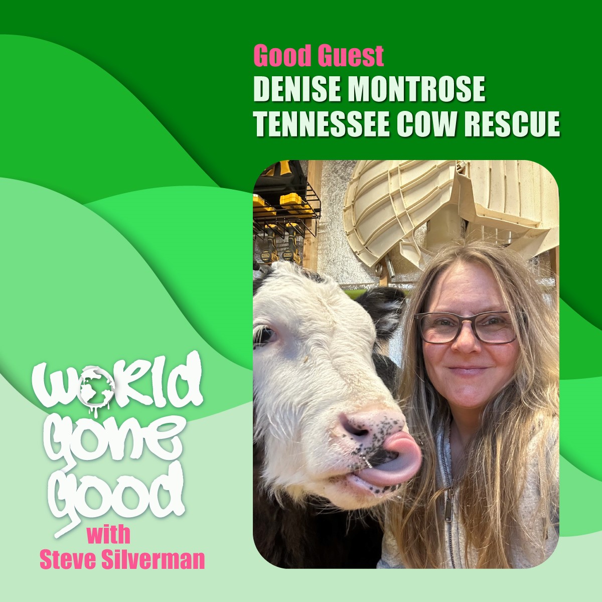 Tennessee Cow Rescue Gone Good